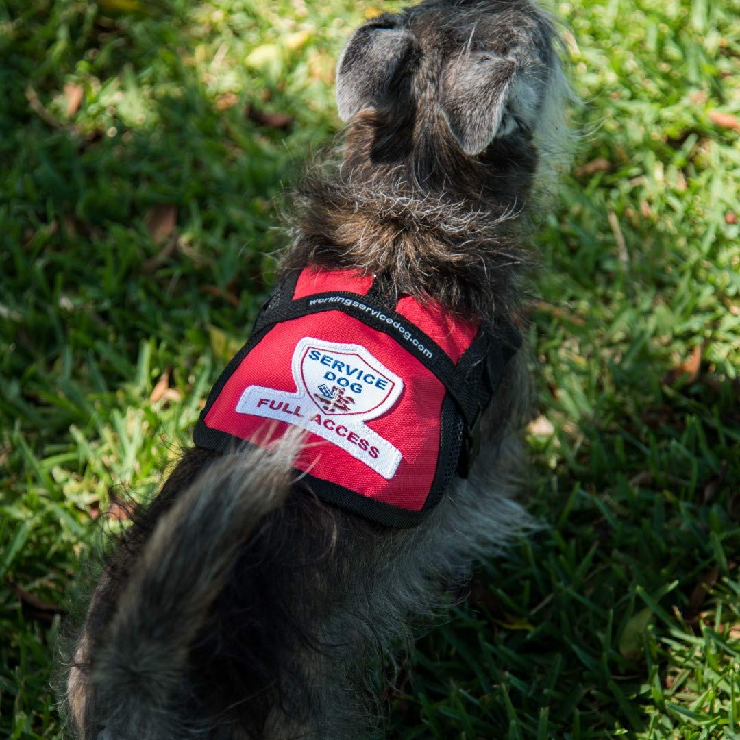 Premium Service Dog Mesh Vest - (23 - 27" Girth, Raspberry) - Includes Five Service Dog Law Handout Cards