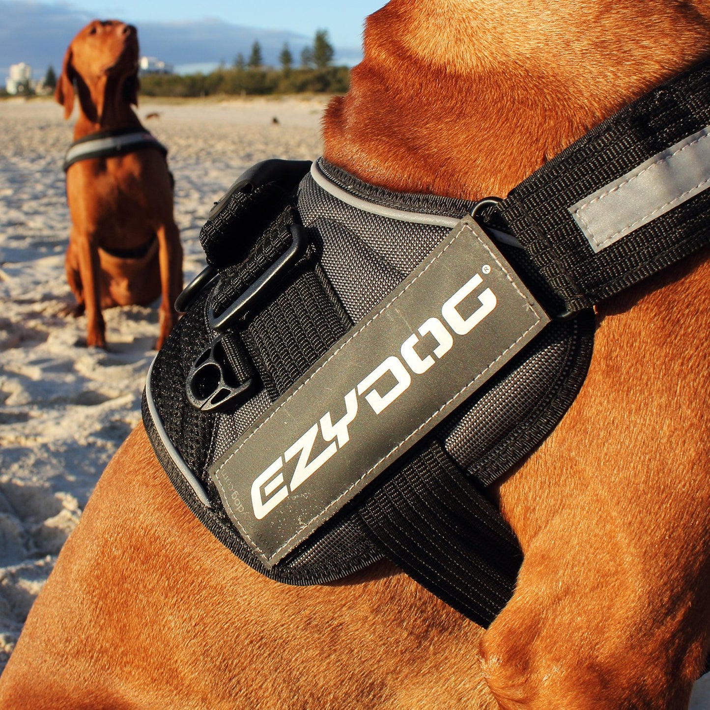 EzyDog Side Badge - Clearly Identifies Your Dog When Wearing The Convert Dog Harness - Set of Two Badges (Guide Dog, Large)
